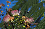 Click to see Y-DP-P1020345-EDT.JPG