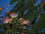 Click to see Y-DP-P1020345.JPG