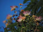 Click to see Y-DP-P1020349.JPG