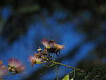 Click to see Y-DP-P1020355.JPG