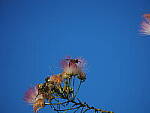 Click to see Y-DP-P1020362.JPG