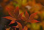 Click to see Y-DP-P1050415-EDT.JPG