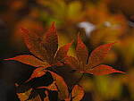 Click to see Y-DP-P1050415.JPG