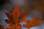Click to see Y-DP-P1050421-EDT.JPG