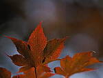 Click to see Y-DP-P1050421.JPG