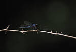 Click to see Y-DP-P1050430-EDT.JPG