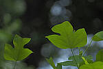 Click to see Y-DP-P1050434-EDT.JPG