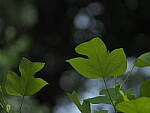 Click to see Y-DP-P1050434.JPG