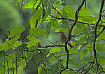Click to see Y-DP-P1050440-EDT.JPG