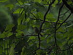 Click to see Y-DP-P1050440.JPG