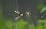 Click to see Y-DP-P1050445-EDT.JPG
