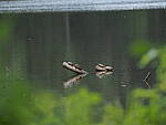Click to see Y-DP-P1050445.JPG