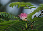 Click to see Y-DP-P1050449-EDT.JPG