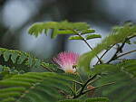 Click to see Y-DP-P1050449.JPG