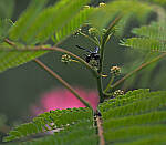Click to see Y-DP-P1050452-EDT.JPG
