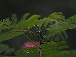 Click to see Y-DP-P1050452.JPG