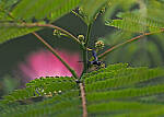 Click to see Y-DP-P1050456-EDT.JPG