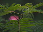 Click to see Y-DP-P1050456.JPG