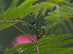 Click to see Y-DP-P1050459-EDT.JPG