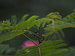 Click to see Y-DP-P1050459.JPG