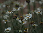 Click to see Y-DP-P1050460.JPG