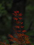 Click to see Y-DP-P1050463.JPG