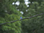 Click to see Y-DP-P1050468.JPG