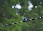 Click to see Y-DP-P1050469-EDT.JPG