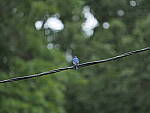Click to see Y-DP-P1050469.JPG