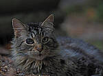 Click to see Y-DP-P8020002-EDT.JPG