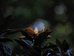 Click to see Y-DP-P8020006-EDT.JPG