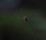 Click to see Y-DP-P8020009-EDT.JPG
