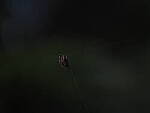 Click to see Y-DP-P8020009.JPG