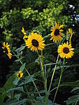 Click to see YP1010352.JPG