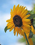 Click to see YP1010354-EDIT.JPG