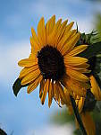 Click to see YP1010354.JPG