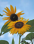 Click to see YP1010358-EDIT.JPG