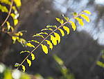 Click to see YP1200062.JPG