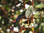 Click to see YP1240024.JPG