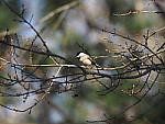 Click to see YP3080803.JPG