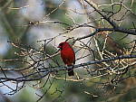 Click to see YP3080807-OutOfFocus.JPG