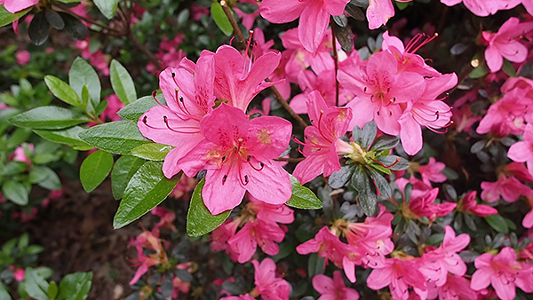 Olympus E-M10 Review - MJPEG Framegrab