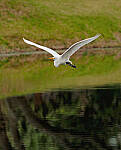 Click to see Y-DP-10046-edt.JPG