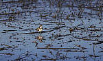 Click to see Y-DP-10568-EDT.JPG