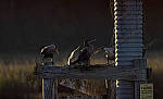 Click to see Y-DP-10576-EDT.JPG