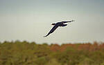 Click to see Y-DP-10588-EDT.JPG