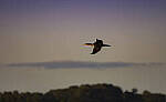 Click to see Y-DP-10591-EDT.JPG