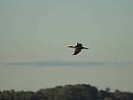 Click to see Y-DP-10591.JPG