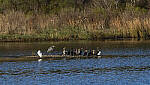 Click to see Y-DP-10665-TCS-A.JPG