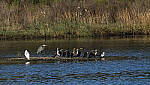 Click to see Y-DP-10667-TCS-B.JPG